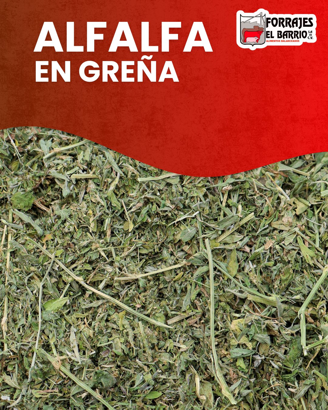 ALFALFA EN GREÑA