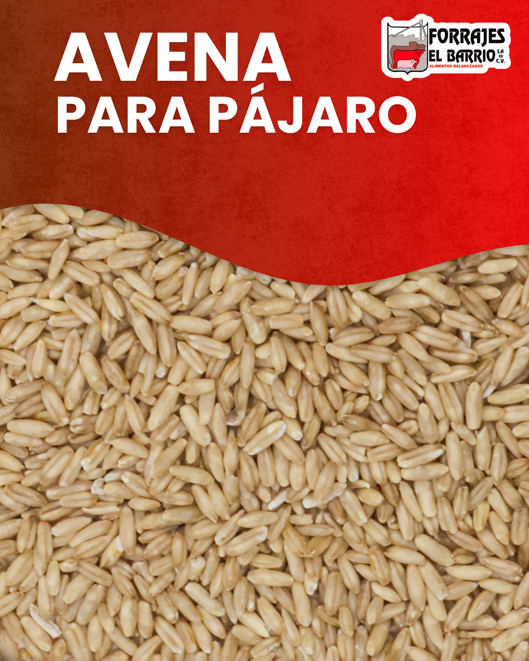 AVENA PARA PAJAROS